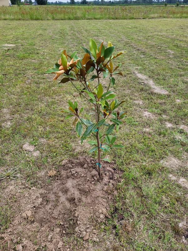 This is when it was just applied