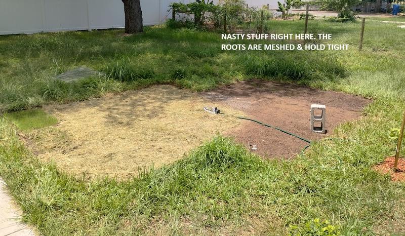 Grass clippings in place. Vicious weed in the back, covered this area & had to be shoveled up. Gets taller than that.