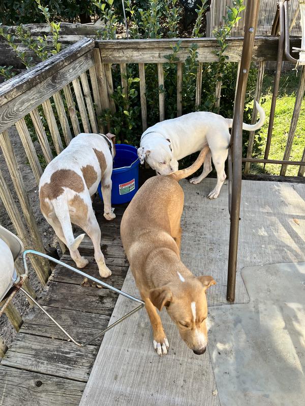 Puppy’s year old mix staffers