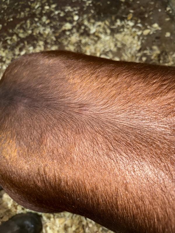 Bug bite on hogs back