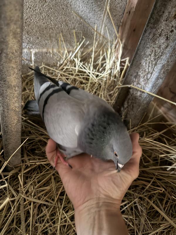 Pigeon rescues