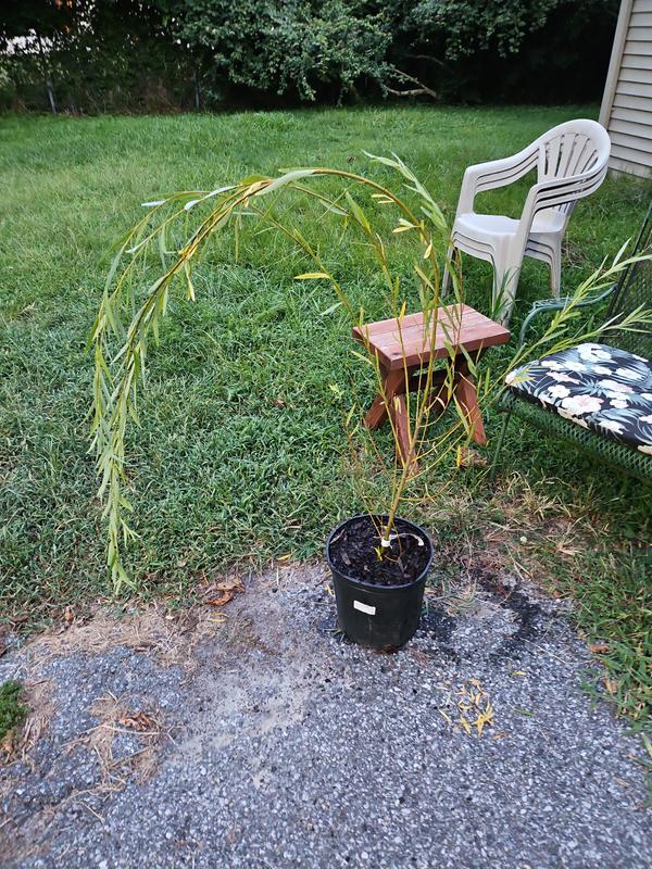 This is the height it came.