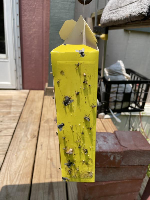 Moved it outside  next to a fly trap that works