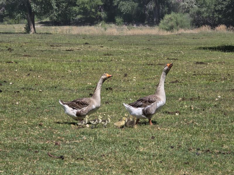 Slipped the goslings under a barren mother. She adopted right away