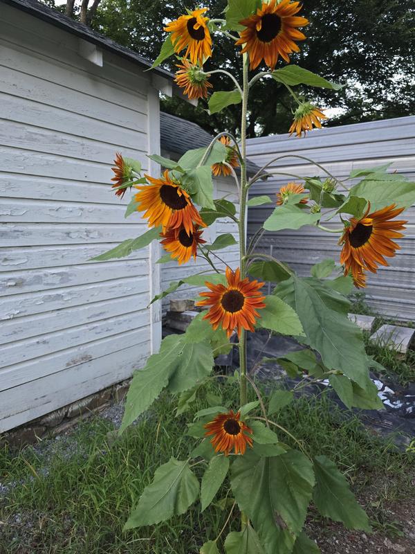 Multiple flowers
