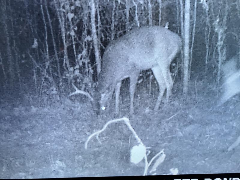 Deer eating 16% protein pellets by Treeline