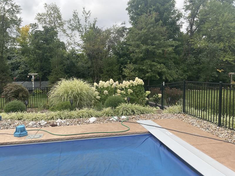 Protect your pets from Poisonous plants.