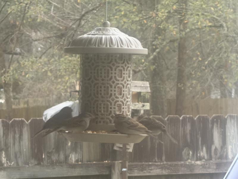 Hungry birds
