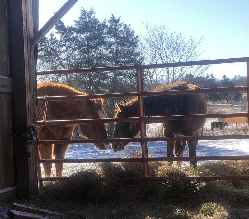 Got it for my 30 year old mare, give it to my two-year-old as a supplement.