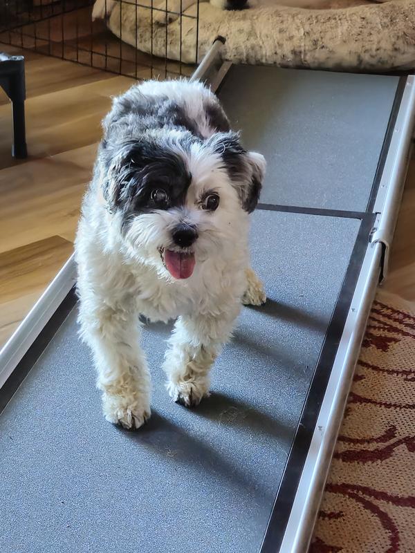 Little dog showing big dog how to use the ramp