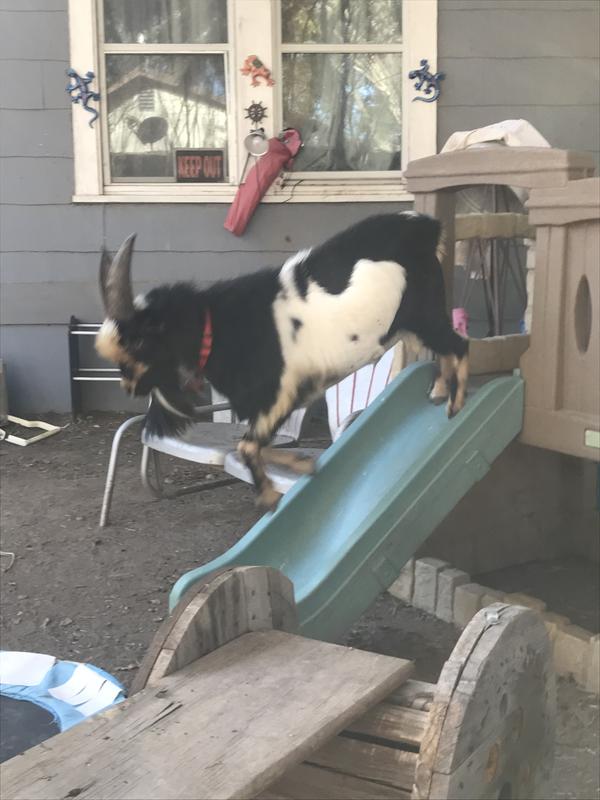 Hearing the bag of treats !