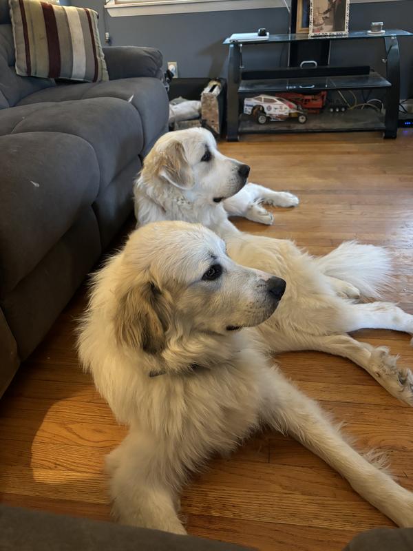 This is Lily and Sampson