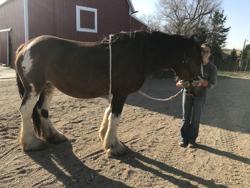 Two different horses, one with smaller face than the other but plenty of adjustments to fit both!