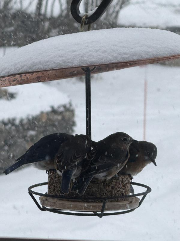 Meal Worm feeding fest