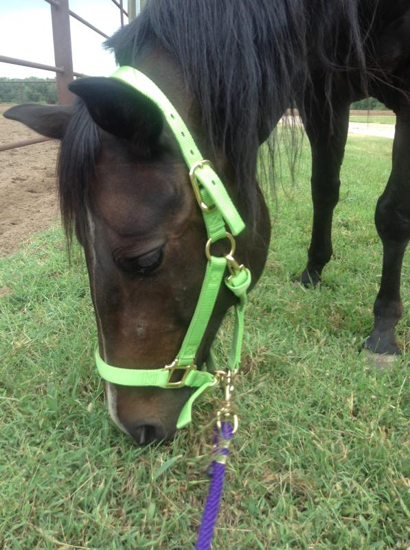 this halter on my horse in the color lime i also have it in the color turquoise and it is beautiful.