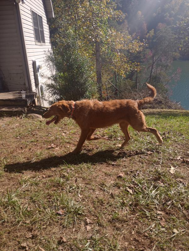 Maxx is proud of his new collar.