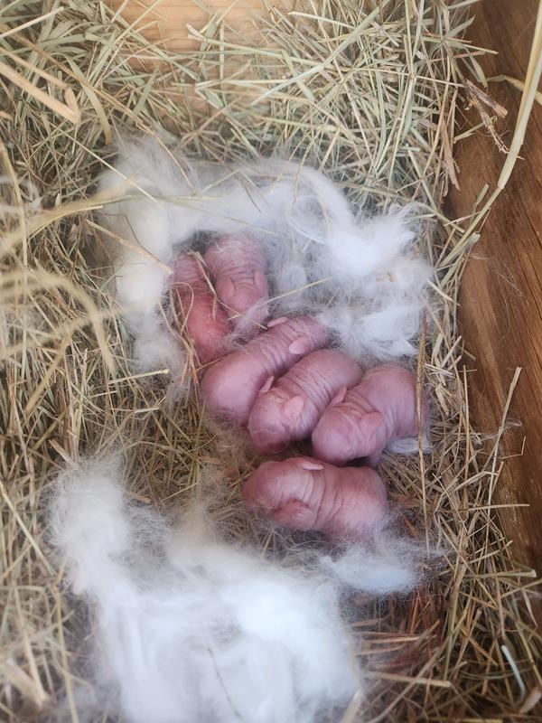 Babies finally, after switching feed