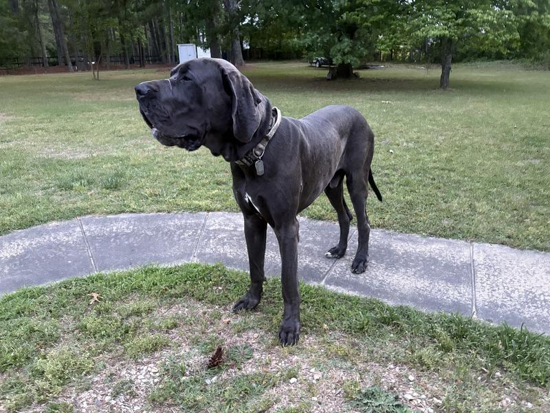I’m so big you can even see the ball in my jaws!!