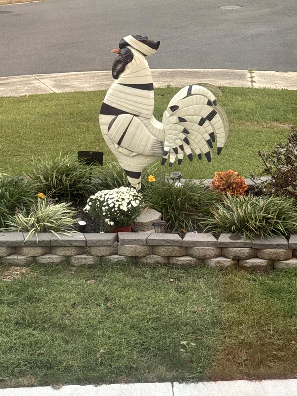 Rooster watching my garden!