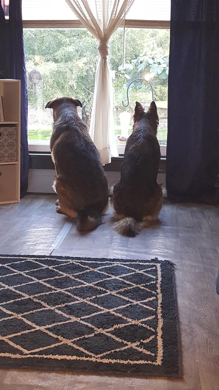 Too hot out patrol from inside 🤣