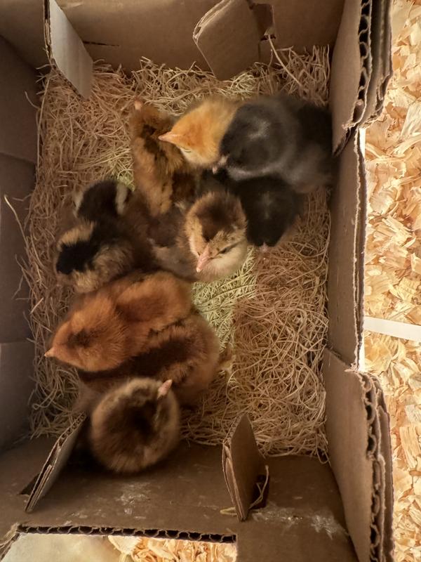 When I got them home from the post office and opened the box.