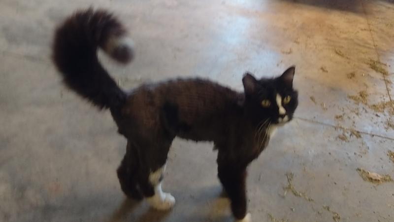 Shaved matted hair on long hair cat. Normally take to groomer, they're backed up 6 weeks
