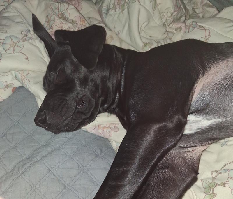 Little Man (Great Dane/Shep), momma Tito (American Great Dane), & Molly (Dane/Lab?)