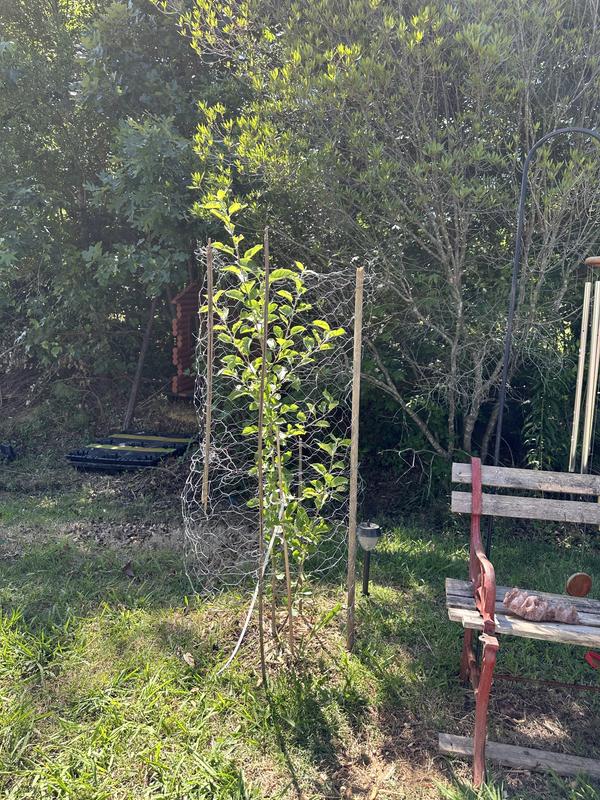 Pink lady apple tree planted 04.2024 from Arbor Day Foundation thriving and doing phenomenal!