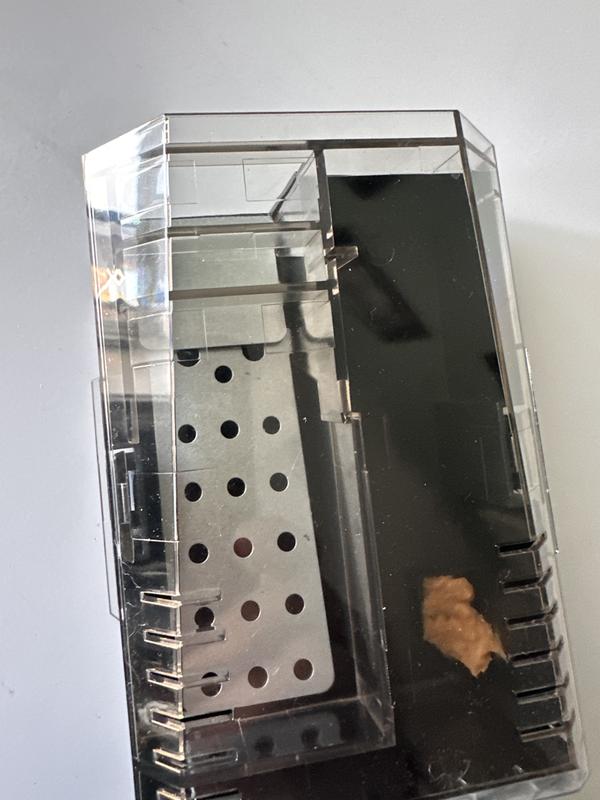 Trapped mouse