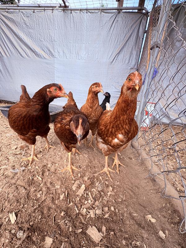 The new girls