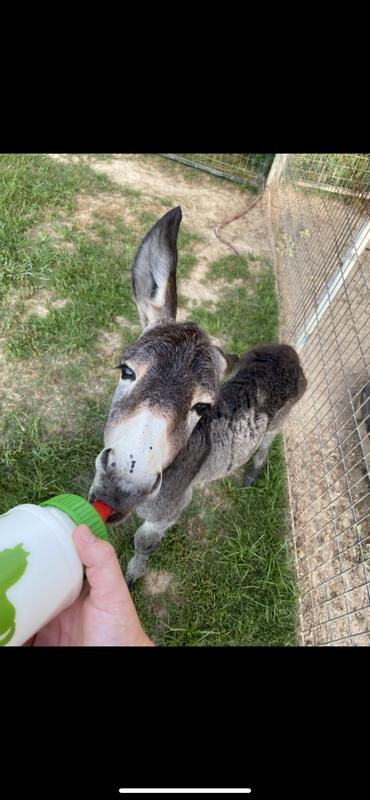 Bottle donkey