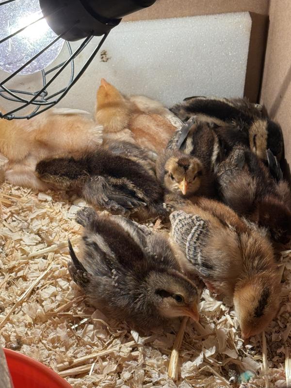 Hoover's Hatchery Live Assorted Color Egg Production Baby Chicks, 10 ct ...