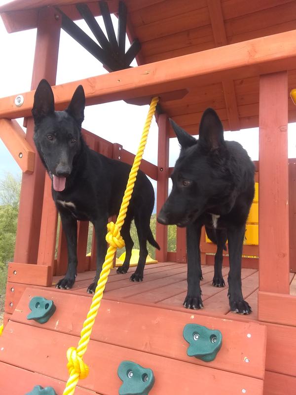Cleo & Layla in there playhouse.
