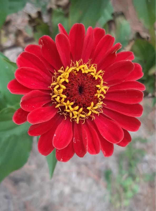 Flowers benefit from fertilizer!