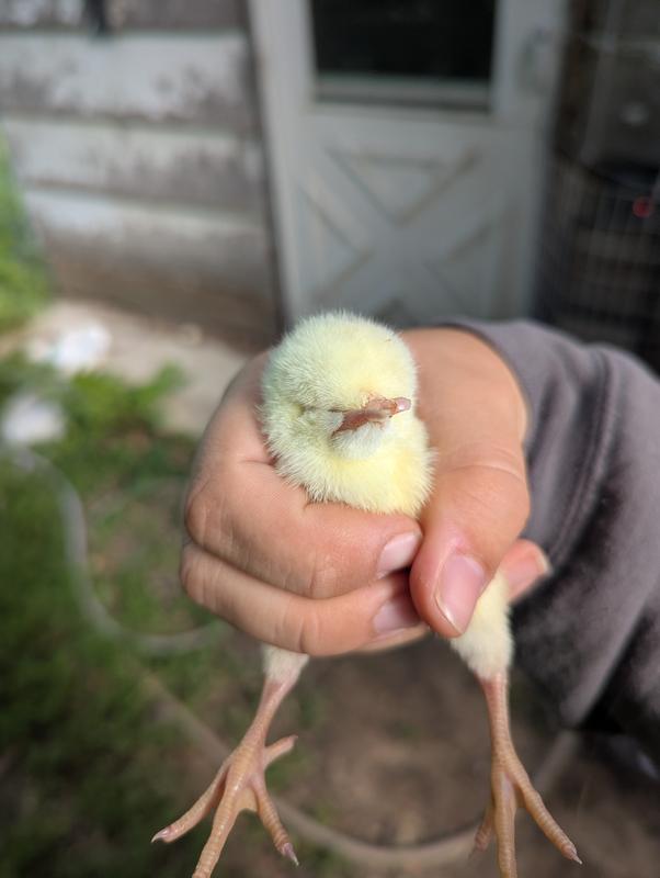 Photos of mutated chick