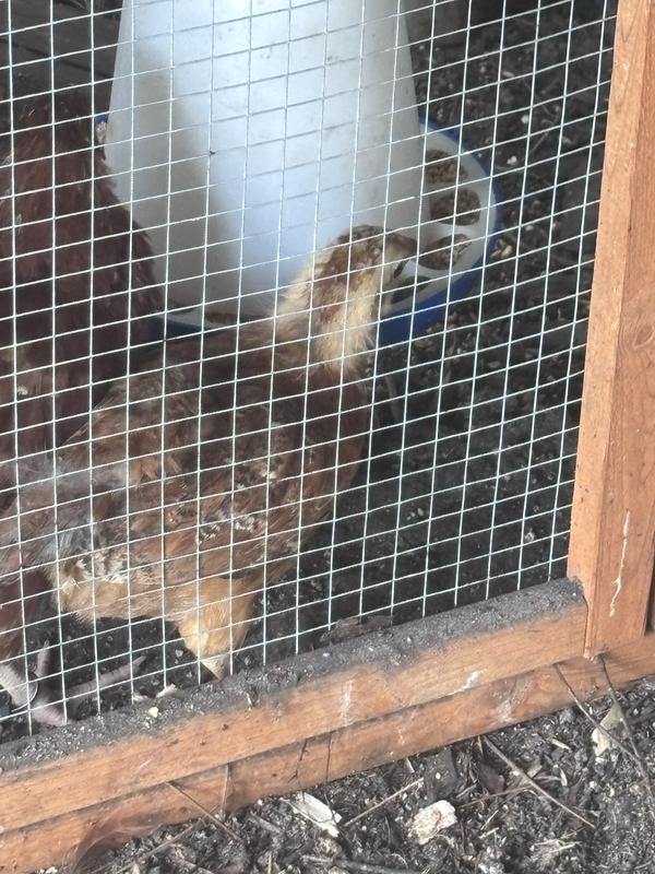 My chickens were all raised from this feed. Rhode Island Reds, leghorn, cinnamon queens, buckeyes, Australorps, and a Sultan not pictured. The eggs from six laying hens,I fill up a dozen in three days sometimes two. Just got a leg horn no white egg pics.