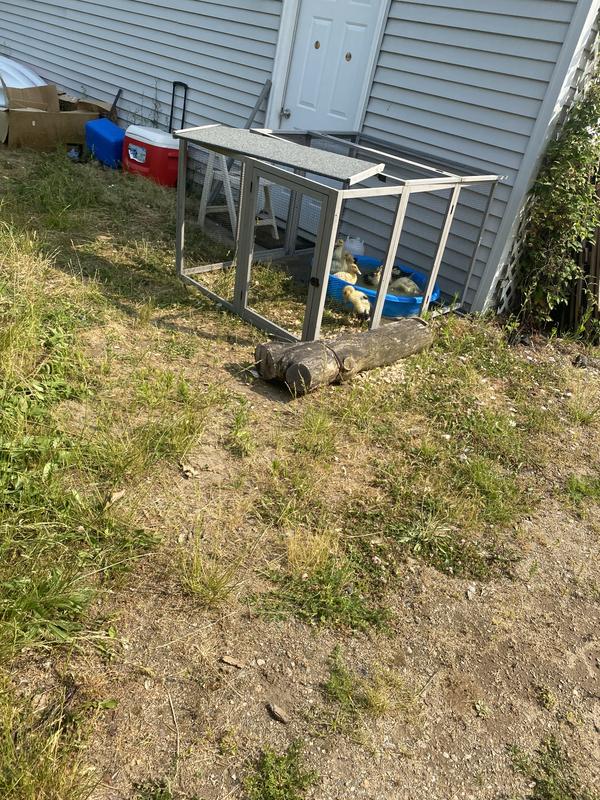 Outside run with baby duckies and their pool. At less than a month old - it is perfect because I can move it to different areas by the garage where the brooder is currently kept until the predator proof run is finished.