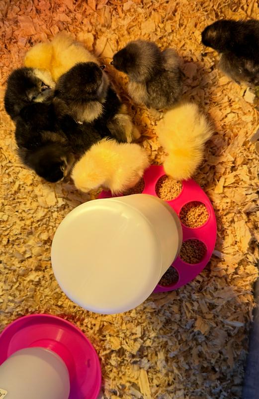 Hoover's Hatchery Live Rare Standard Package Chickens, 10 ct. Baby ...