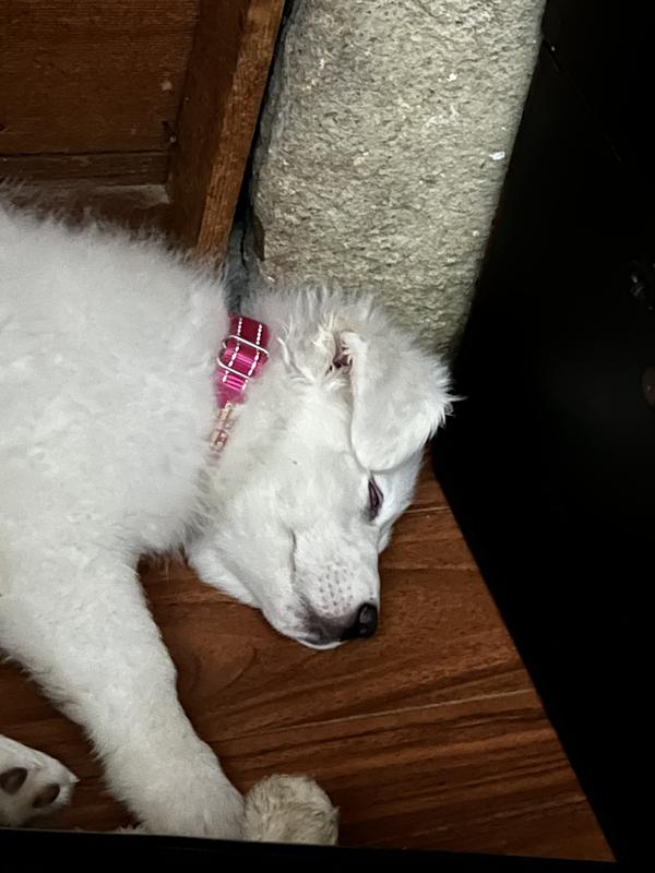 Ten weeks old sleeping soundly.