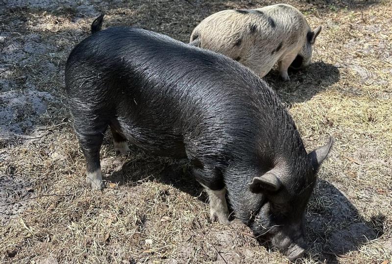 They are so shiny now