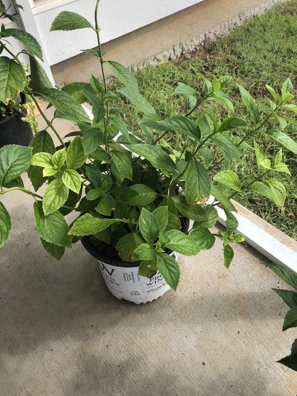 Awaiting planting on the patio ground preparation in progress…