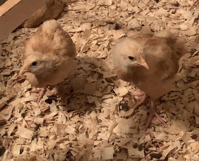 Mystery light brown chicks