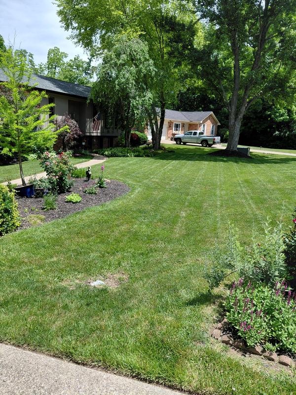Front Yard, freshly mowed