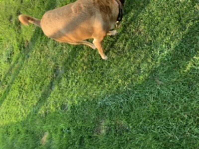 My dog loves it too, No more long grass