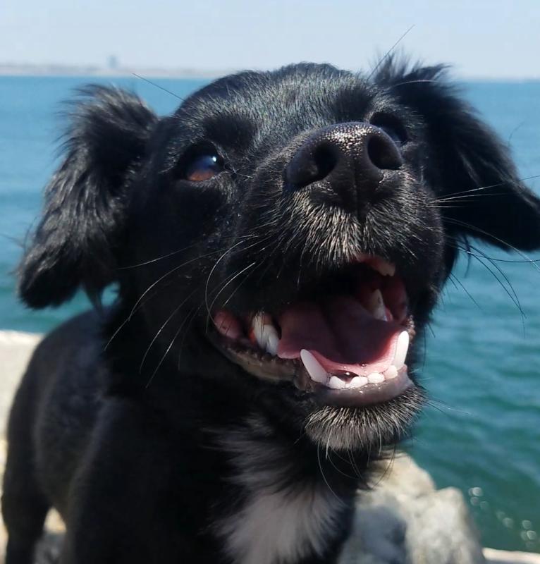 sam's club dog dental chews