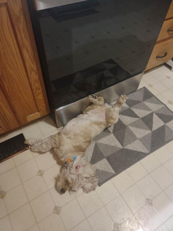 Size of my dog that uses the med bed for size reference