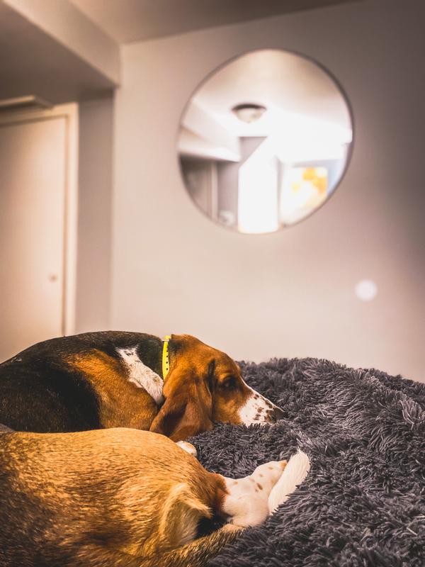 Bounces light great!