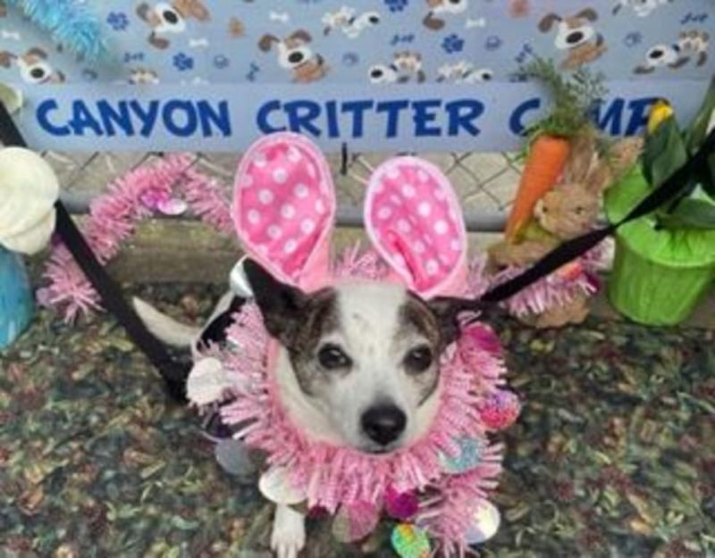 callie, easter