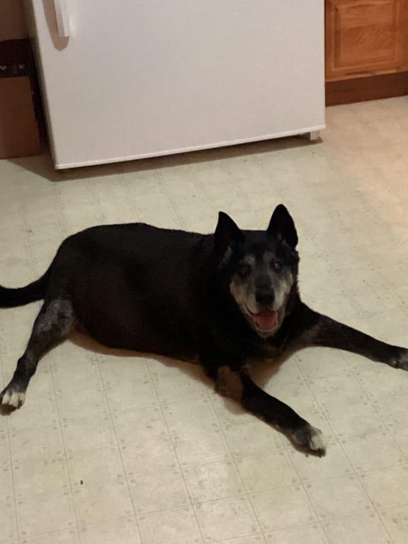 Dusty, chillin in the kitchen, while I make his supper!