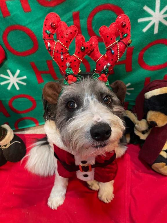 Wiggles, xmas 2024